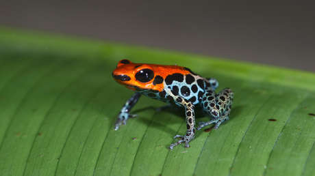 La fauna ha disminuido 94 % en las regiones tropicales de América Latina y el Caribe en los últimos 50 años