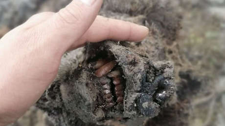 FOTOS: Der erste Körper eines ausgestorbenen Bären, der vor 15.000 Jahren in Sibirien entdeckt wurde und vollständig erhalten ist