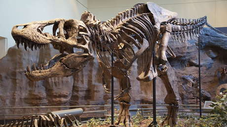La subasta de uno de los esqueletos de T-Rex más completos del mundo puede romper el techo del mercado de fósiles