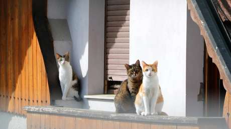 Desahucian a un español que compartía el piso con un 'clan' de un centenar de gatos