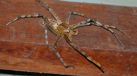 VIDEO: Captan el momento en el que una araña gigante devora por completo a un geco