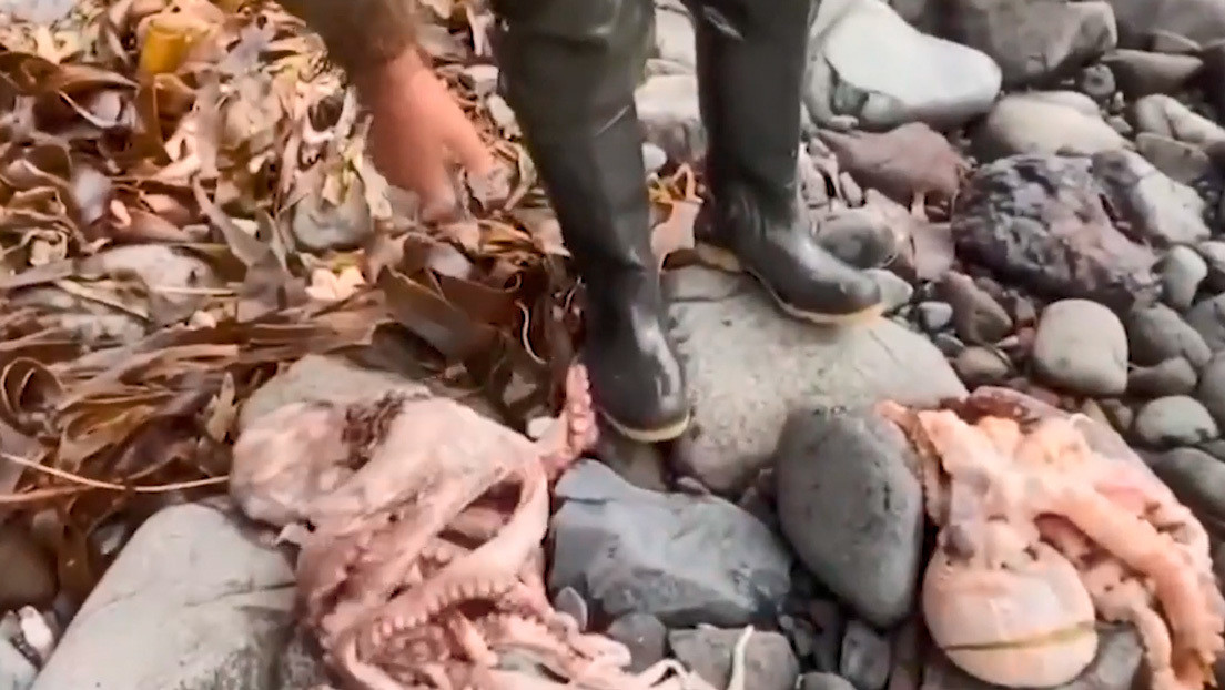VIDEO: Graban el alcance del desastre medioambiental que cubrió el fondo marino y la costa de Kamchatka de animales muertos