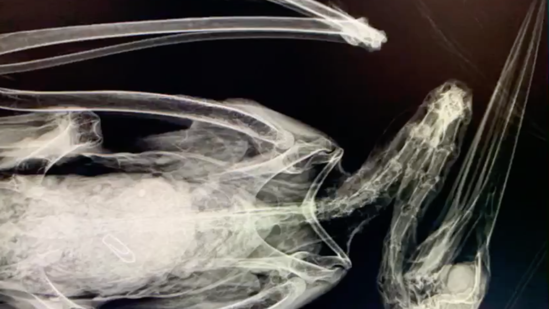VIDEO: Crudas imágenes muestran una cigüeña muerta por haber comido centenares de gomas de plástico tiradas por humanos