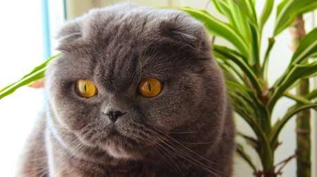 Venden por 130.000 dólares a un gato que "hace milagros y cumple tres deseos"