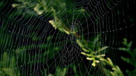 Hallan una telaraña del tamaño de un hombre en un bosque de EE.UU. (FOTO)