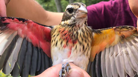 Hallan un raro pájaro mitad hembra y mitad macho (FOTOS)