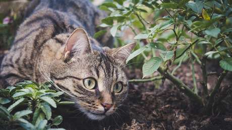 Una mujer muere por rabia tras ser mordida por su gato en Colombia y declaran la alerta roja en varios municipios del país