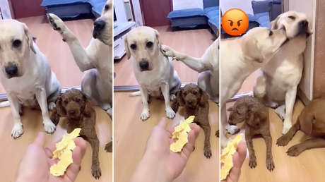 El video de un perro que delata a su 'amigo' con la pata arrasa en TikTok con más de 25 millones de reproducciones