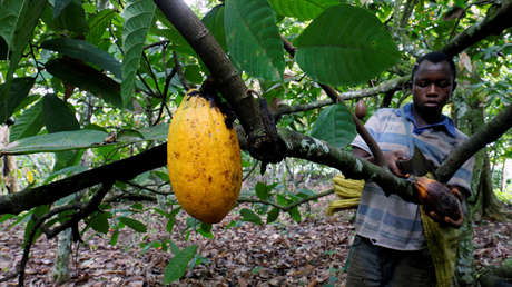 Gran parte del suministro mundial de chocolate depende del trabajo de más de un millón de niños, algunos de tan solo cinco años