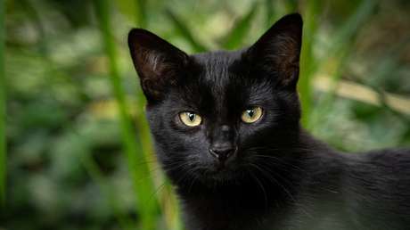FOTO: Una gata desaparecida hace más de 2 años se reencuentra con su dueño tras ser hallada a unos 100 kilómetros de su casa