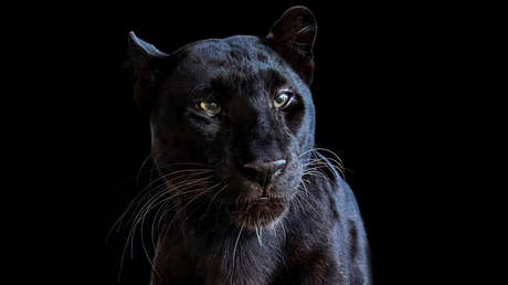 Un hombre paga 150 dólares por poder tener una experiencia de "pleno contacto" con un leopardo negro y acaba mutilado