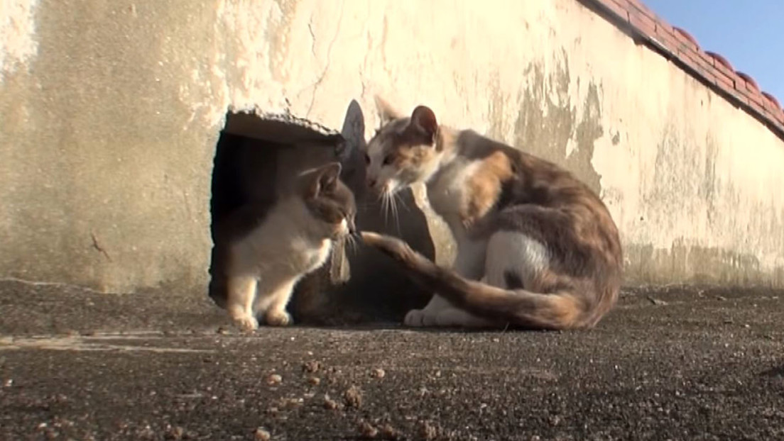 VIDEO: Una gata callejera cuida de su cría discapacitada y conmueve a la Red