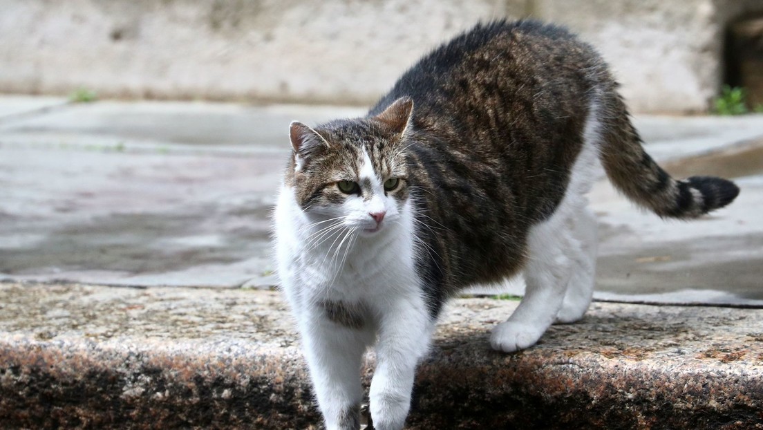 FOTOS: Un gatito que se extravió mientras daba un paseo aparece días después a más de 4.000 kilómetros de su casa