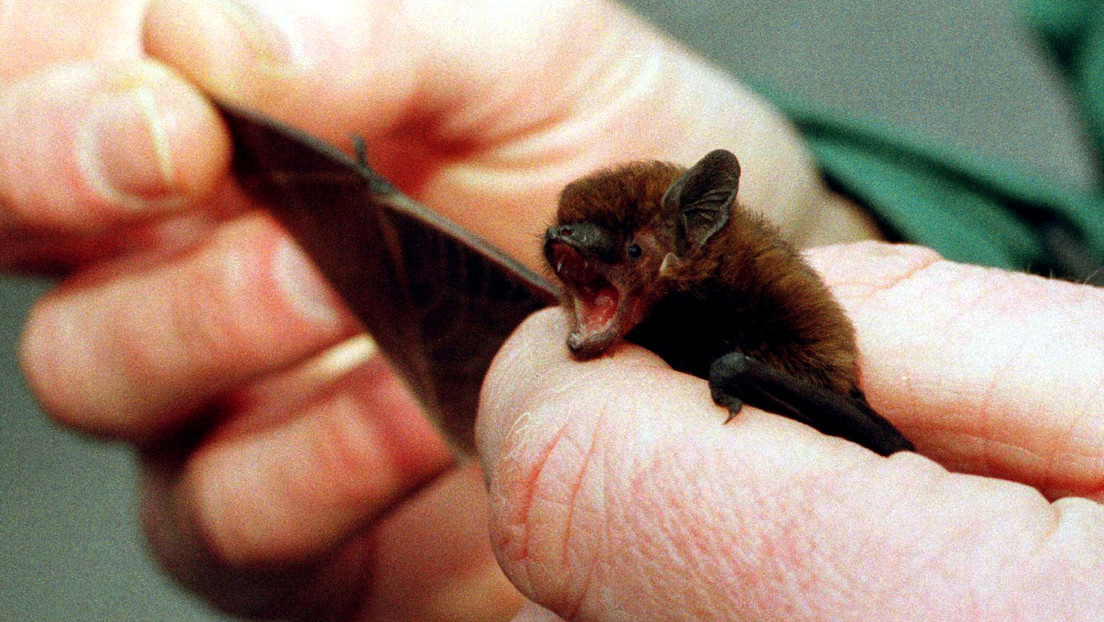 Encuentran parientes del coronavirus en murciélagos congelados en laboratorios en Camboya y Japón