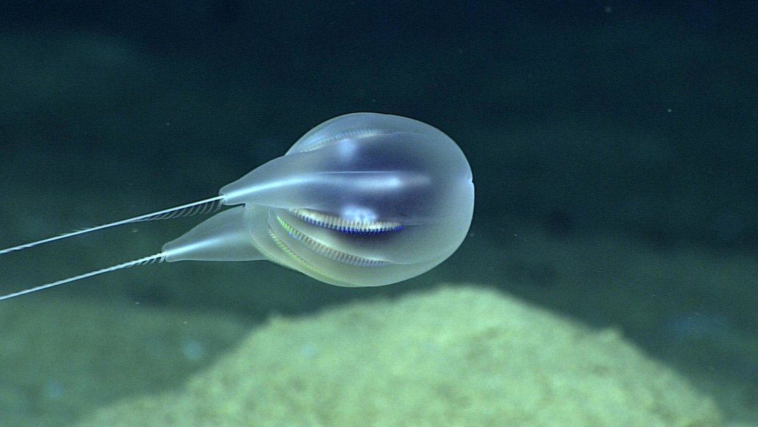 VIDEO: Encuentran una nueva especie con forma de globo gracias a imágenes en alta definición en las profundidades del océano