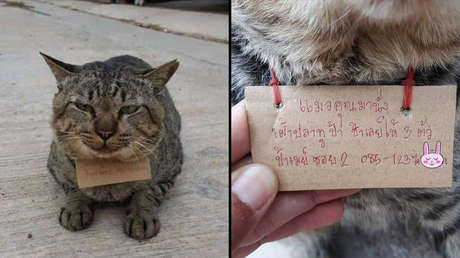 FOTOS: Un gato desaparece por tres días y regresa a casa 'endeudado' por pescado