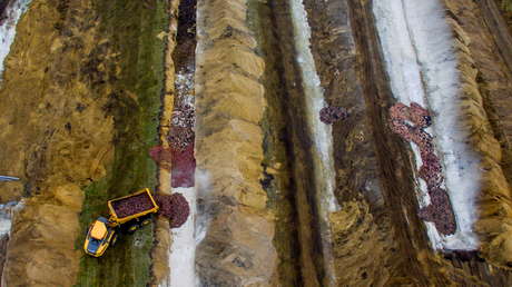 Hordas de visones con coronavirus mutado 'se levantan de sus tumbas' después de una masacre masiva