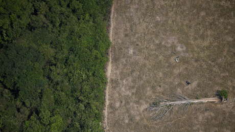 La deforestación en la Amazonía brasileña alcanza su nivel más alto en los últimos 12 años
