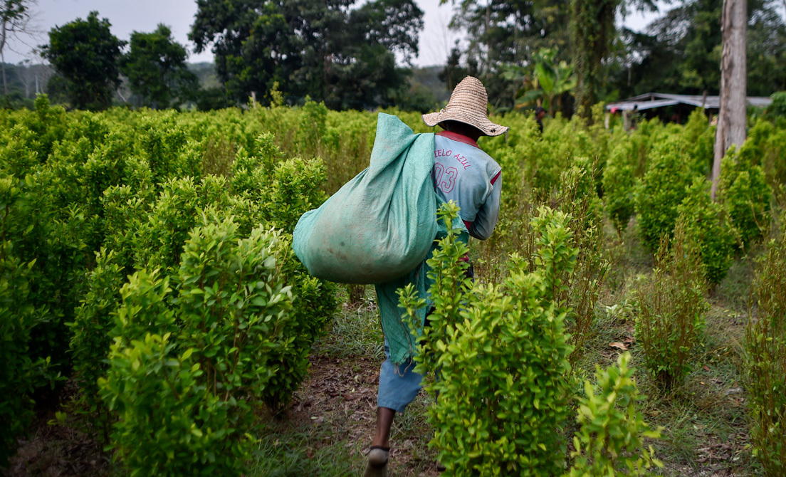 Cultivador de coca en el Catatumbo, Colombia, el 8 de febrero de 2019Luis Robayo / AFP