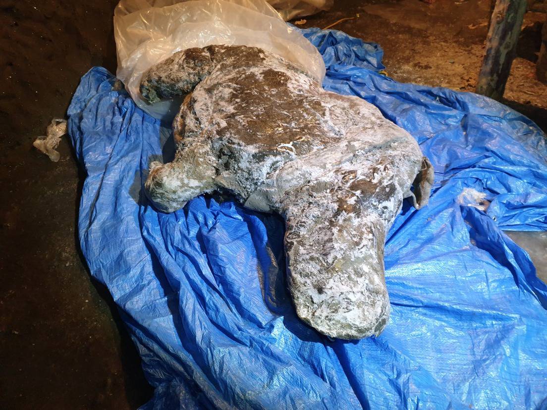 Los restos del rinoceronte encontrado en la república rusa de Sajá.