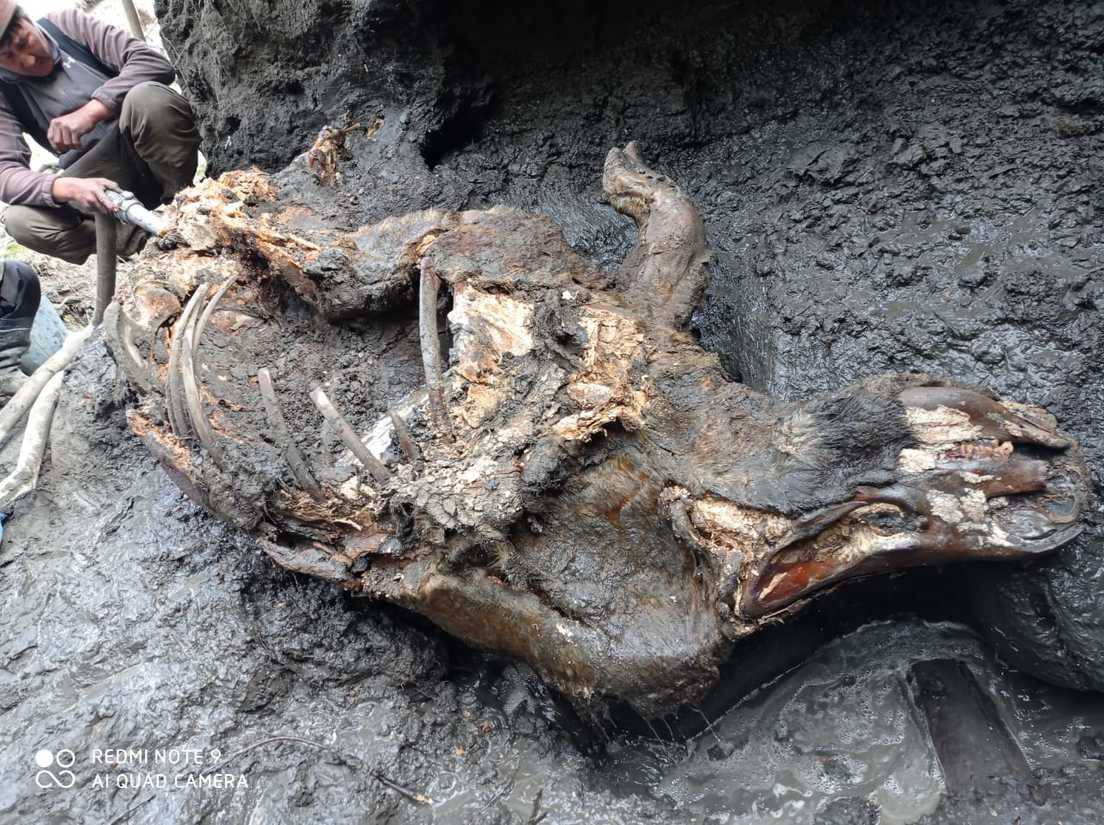 Los restos del rinoceronte encontrado en la república rusa de Sajá.