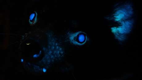 FOTO: Documentan por primera vez la biofluorescencia en demonios de Tasmania