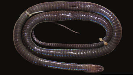 Descubren una serpiente de piel brillante e iridiscente
