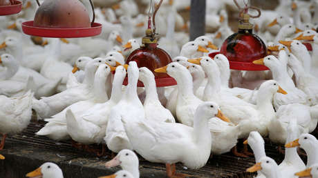 Francia confirma un brote de gripe aviar altamente patógena en una granja de patos