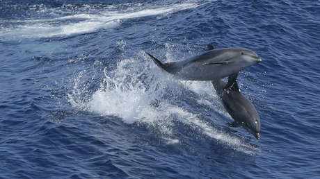 Vinculan una rara enfermedad en delfines con la disminución de la salinidad del agua debido al cambio climático
