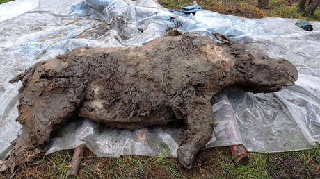 Encuentran el cuerpo de un rinoceronte lanudo de la Edad de Hielo bien conservado en Siberia (VIDEO, FOTOS)