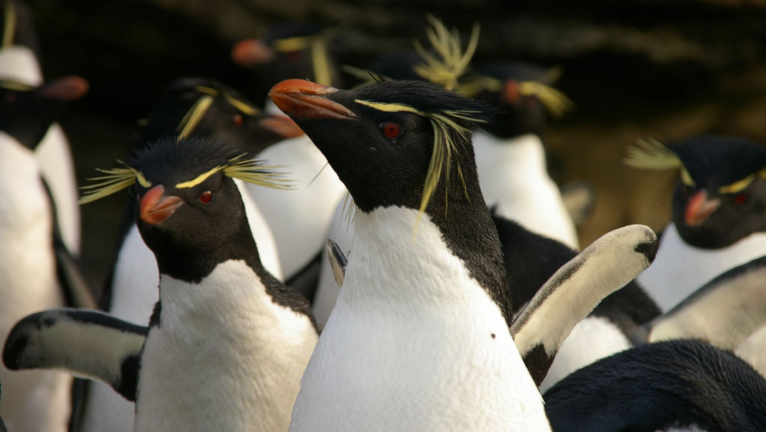 VIDEO: Two groups of jumping penguins stop 'to chat' and a distracted group goes with the wrong group