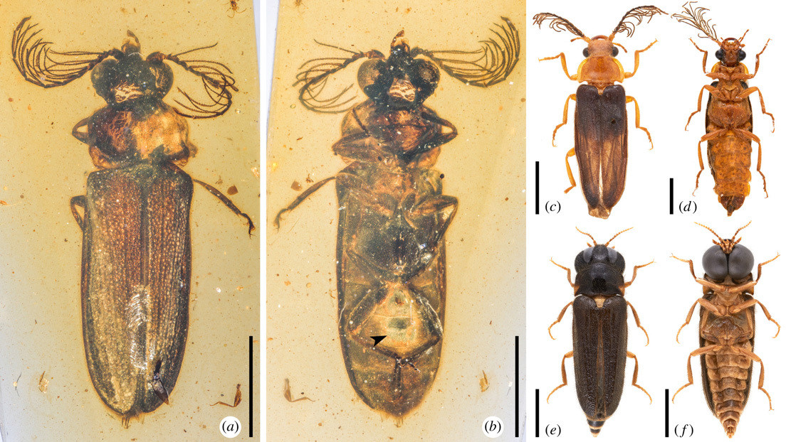 99 million year old bioluminescent beetle found in amber