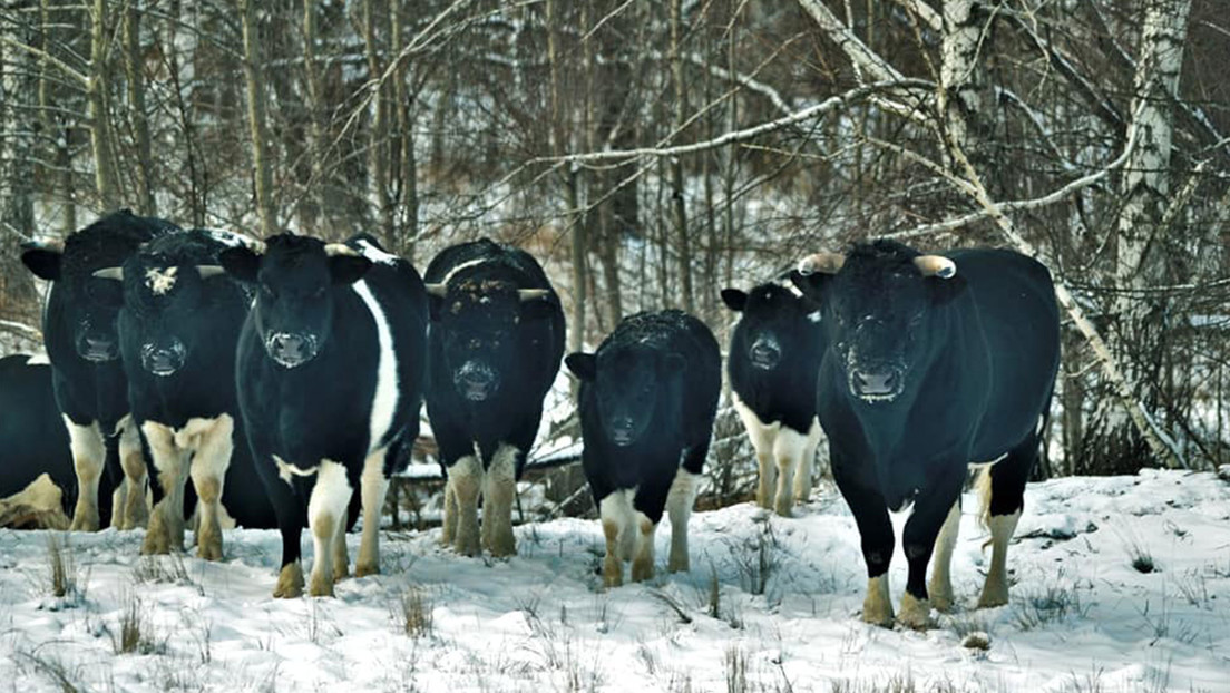 FOTOS: Las vacas abandonadas en la zona de exclusión de Chernóbil adoptan la organización y comportamiento de animales salvajes