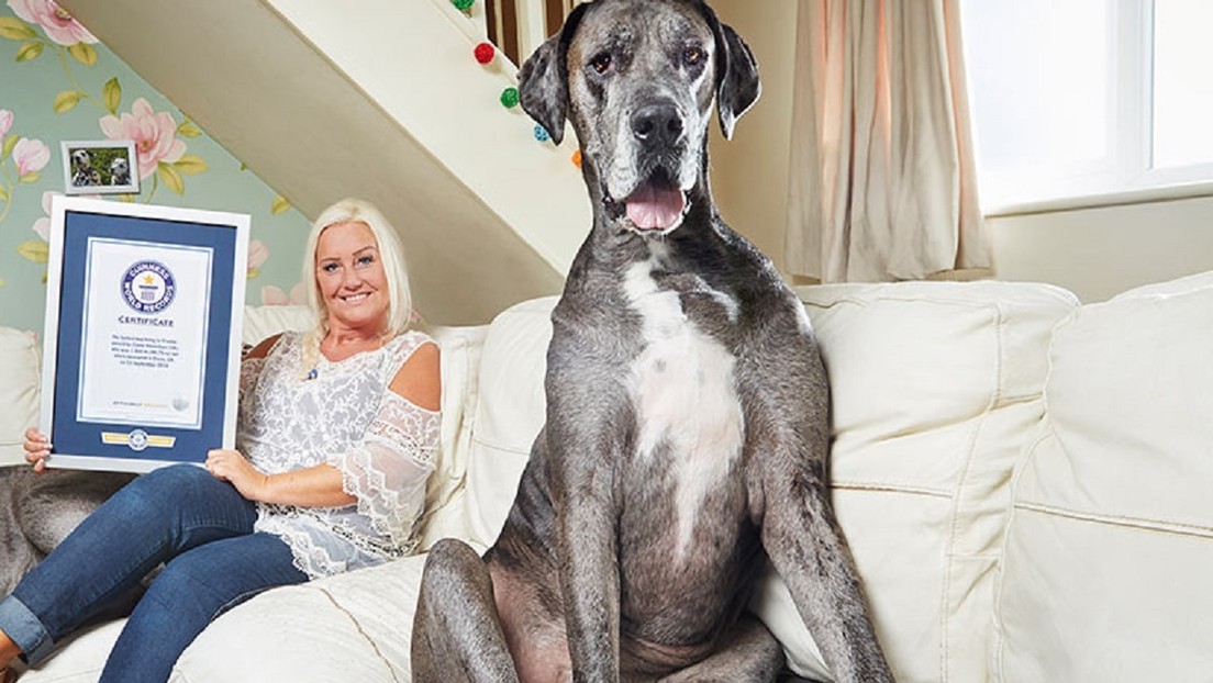  Freddy, le plus gros chien du monde selon la Guinness, est décédé