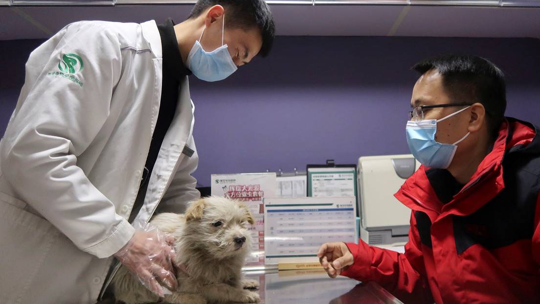 Corea del Sur someterá a pruebas de covid-19 a las mascotas que hayan  estado expuestas al coronavirus - RT