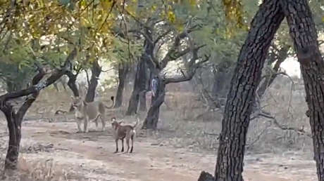 VIDEO: Un perro sorprende a unos turistas en la India tras enfrentarse a una leona y salir victorioso