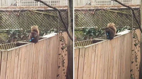 Una ardilla afila sus dientes con un cuchillo (VIDEO)
