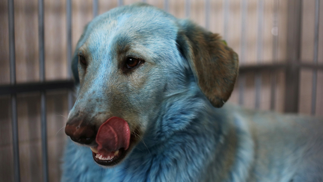 FOTOS: Perros con pelaje de color azul brillante sorprenden a los residentes de una ciudad rusa