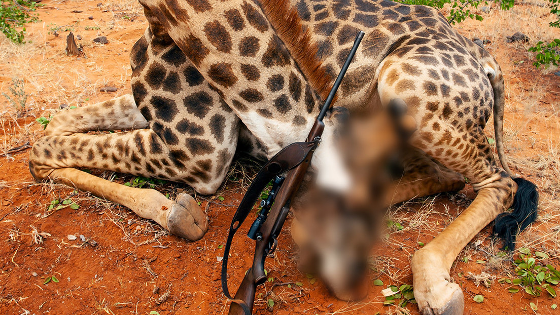 Una mujer mata una jirafa, posa con el corazón del animal y asegura que de esa forma ayuda a las especies en peligro de extinción