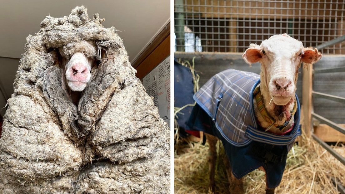 VIDEO: Encuentran una oveja salvaje con más de 35 kilos de lana encima que le impedía ver y estaba al borde de la muerte