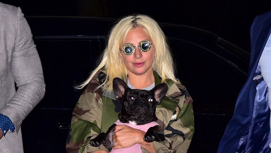 Reported that Lady Gaga’s dog walker was beaten to rob French bulldogs