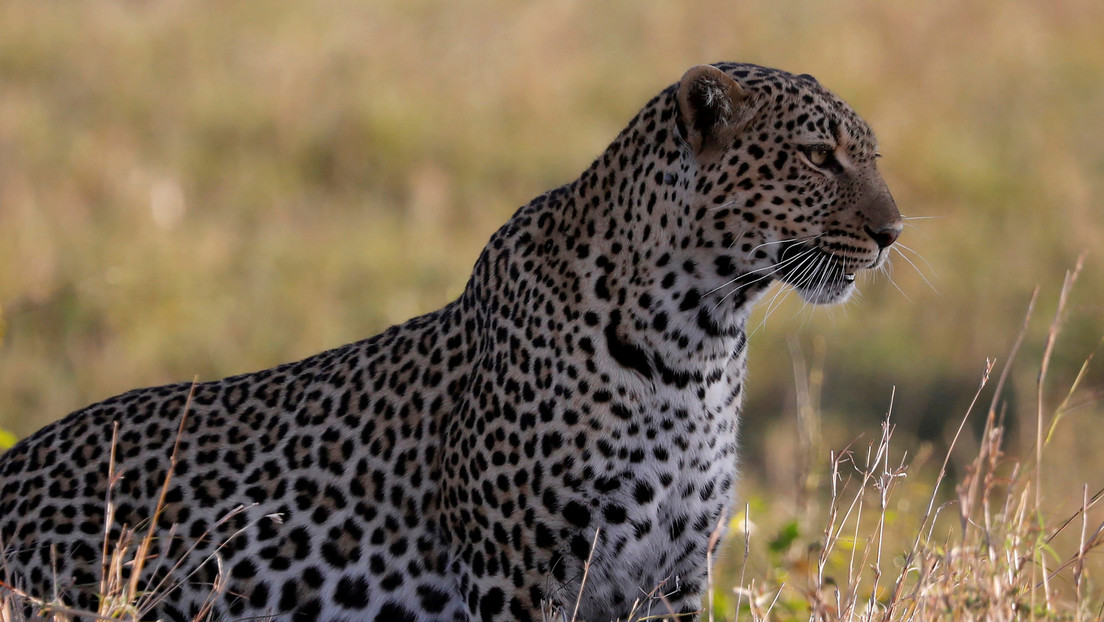 Un hombre enfrenta y mata a mano limpia a un leopardo para proteger a su esposa y a su hija