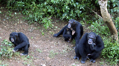 Vinculan una bacteria recién descubierta con una misteriosa y letal enfermedad de los chimpancés (y podría afectar a los humanos)