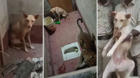 Encierran a un perro con un leopardo en un baño durante siete horas y el resultado sorprende a los rescatistas