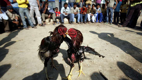 Un gallo mata a su dueño con una cuchilla durante una pelea ilegal