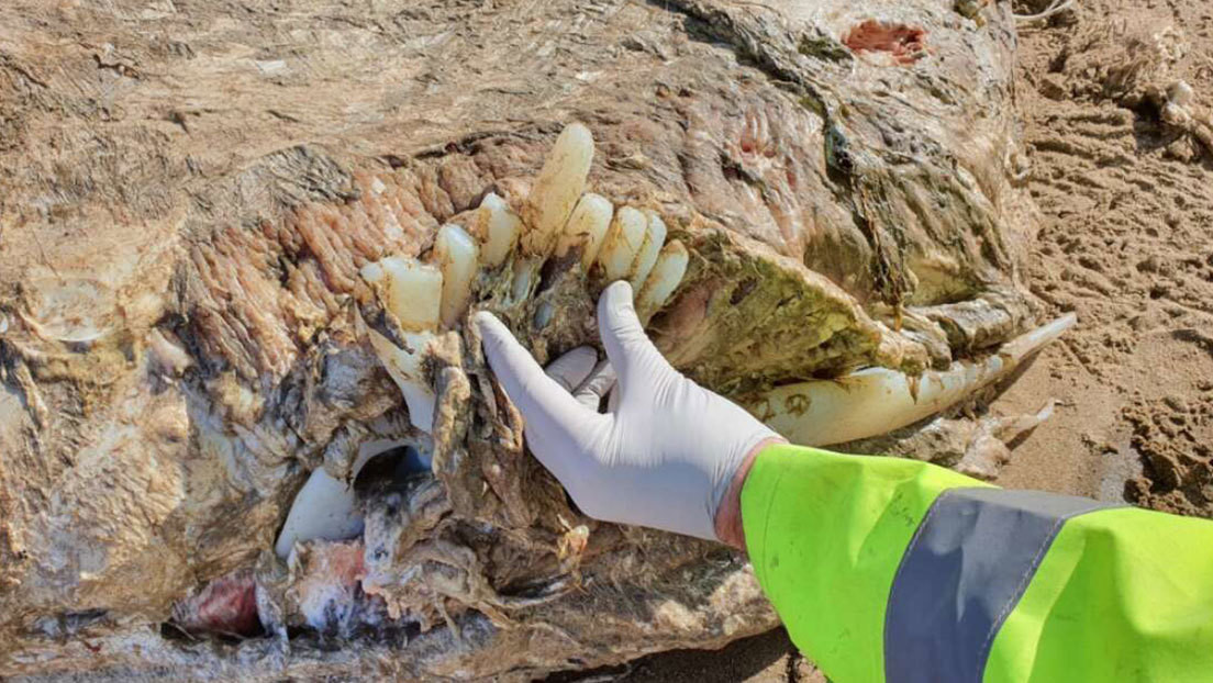 FOTOS: Los restos de una corpulenta criatura marina sin cabeza emergen en las costas de Gales