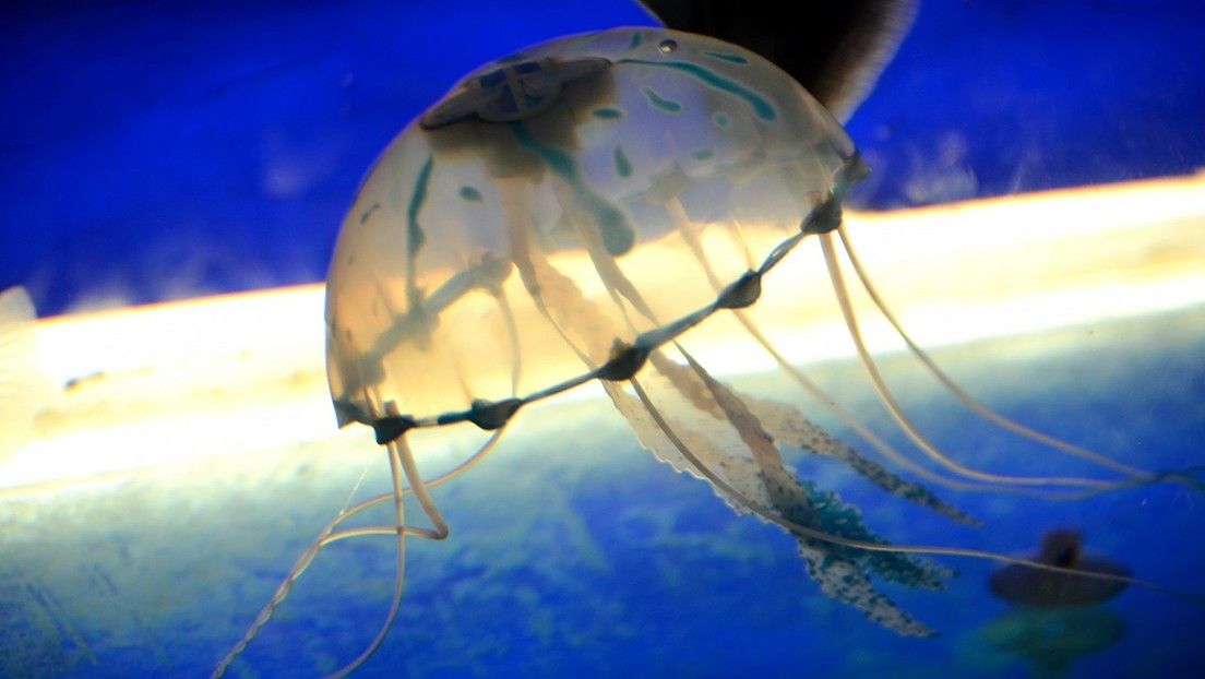 Un adolescente muere por la picadura de una medusa de caja, el primer caso letal en Australia en 15 años