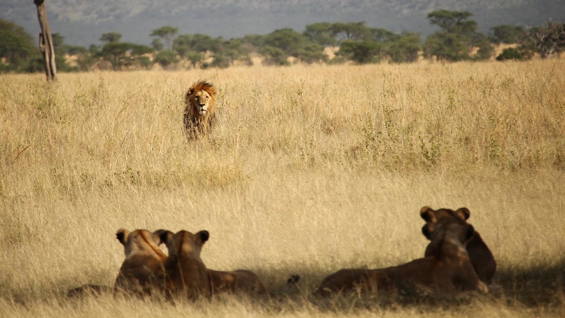 Dos Leonas Devoran Al Guia De Un Parque Safari De Sudafrica Rt