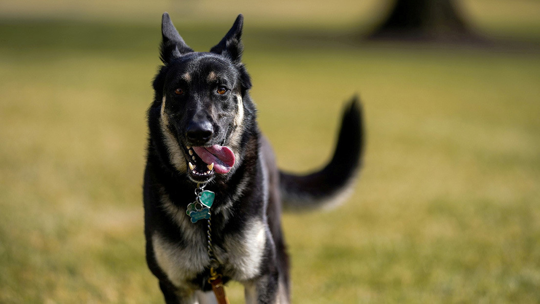 Un perro de Biden muerde a un segundo empleado de la Casa Blanca en un mes