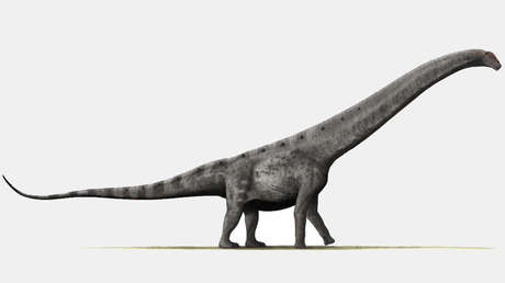 Un dinosaurio hallado en Argentina podría ser el titanosaurio más antiguo jamás descubierto